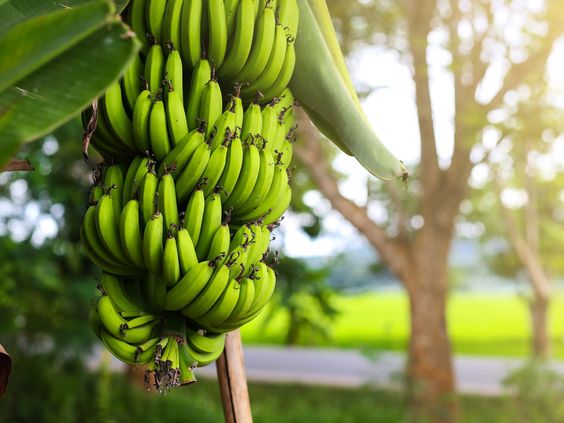 Banana exporters in India | Cavendish banana exporters in India