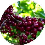 Good Cup Coffee Beans Supplier | Brazilian Good Cup Coffee Beans Wholesale