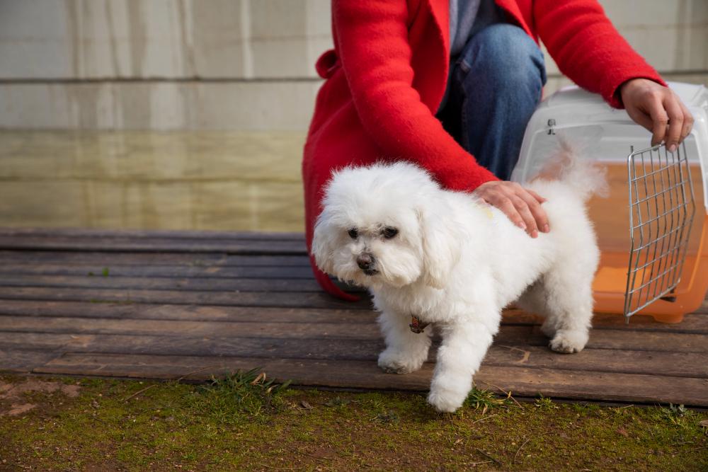 What to Look for in Bichon Frise for Sale in the UK