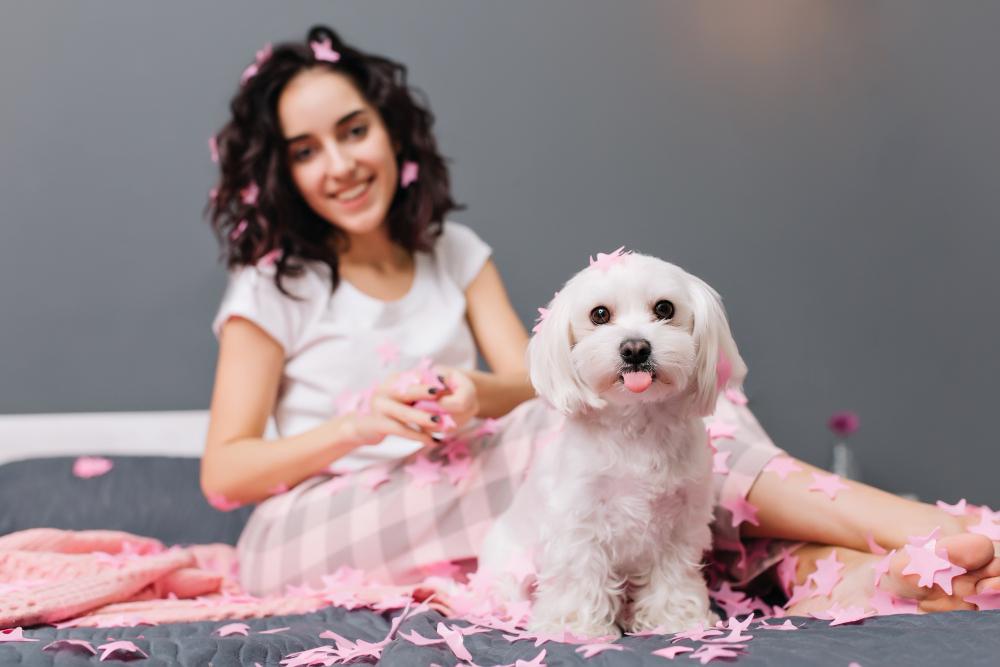 Understanding the Persona of Bichon Frise Dogs: Vital Aspects Before Buying Them