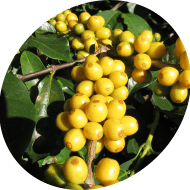 Best Arabica Coffee Beans Supplier | Wholesale Arabica Coffee Beans