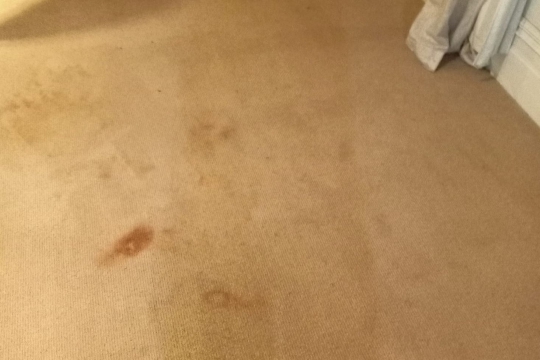 Residential Carpet steam Cleaning - Cleaning Services