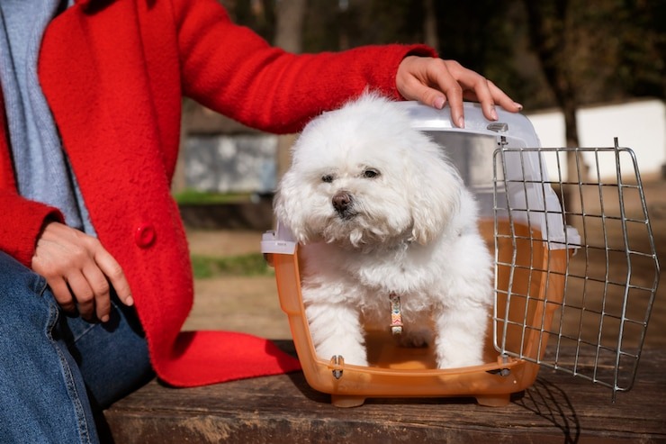 King Charles Spaniels for Sale after Consulting a Breeder First