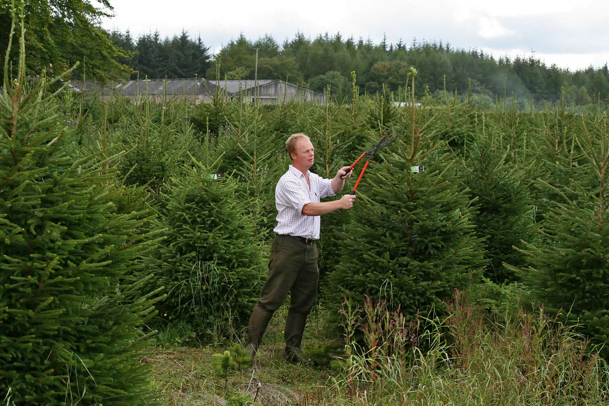 Eco-Friendly Options: Sustainable Bulk Christmas Trees Suppliers | by Country Business | Mar, 2025 | Medium